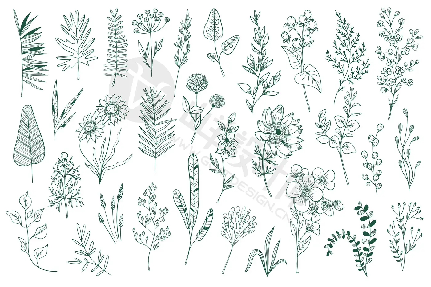手绘花卉植物叶子花朵花边花纹线描线条线稿图案AI矢量PNG素材PS